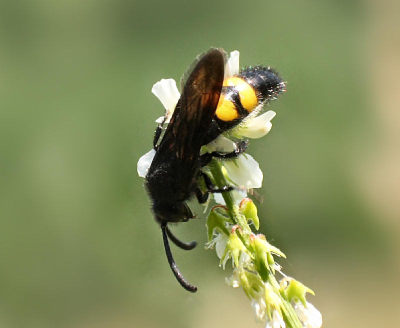 Scolia sp. ???